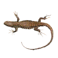 Wall lizard Project