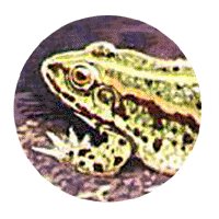Water Frogs