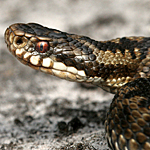 Adder