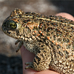 Natterjack toad