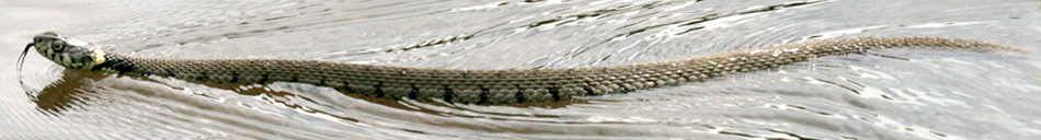 Natrix