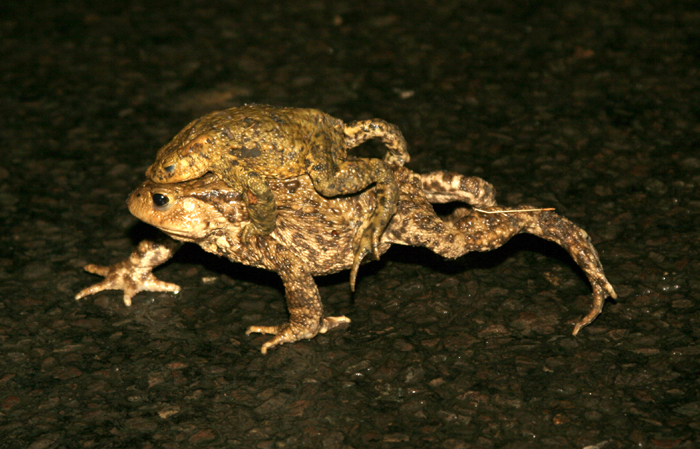 Common Toads (Bufo bufo) in amplexus, crossing a road.
